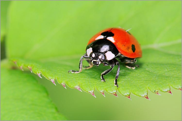 Coccinelle