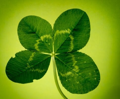 Pourquoi le trèfle à quatre feuilles porte chance ?